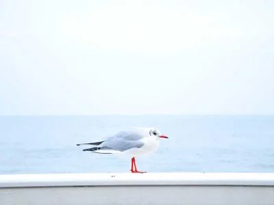 吃鸡点赞素材3